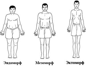 Три типа телосложения
